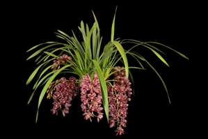 Cymbidium Memoria Dick Swain Santa Barbara CCM/AOS 87 pts.